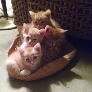 Kittens on hat